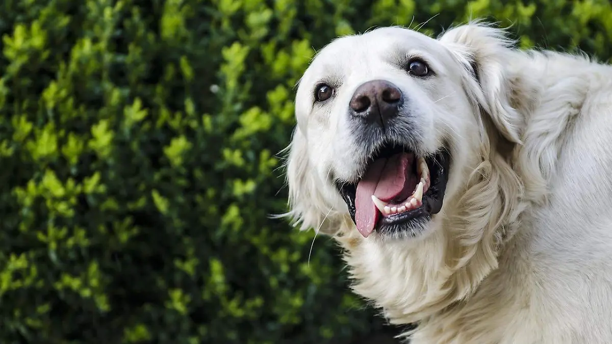 Golden retriever